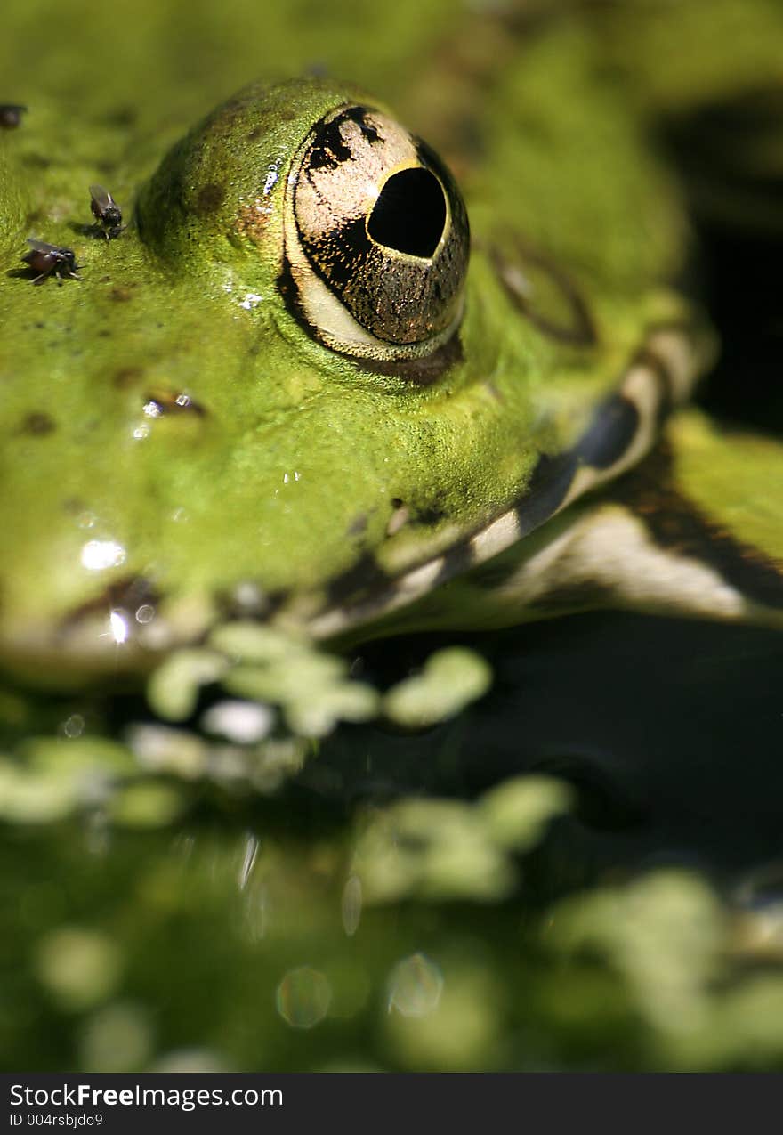 Eye to yeye look of a frog. Eye to yeye look of a frog