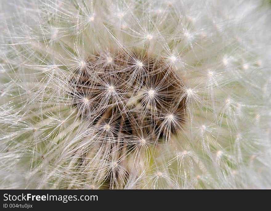 Dandelion background