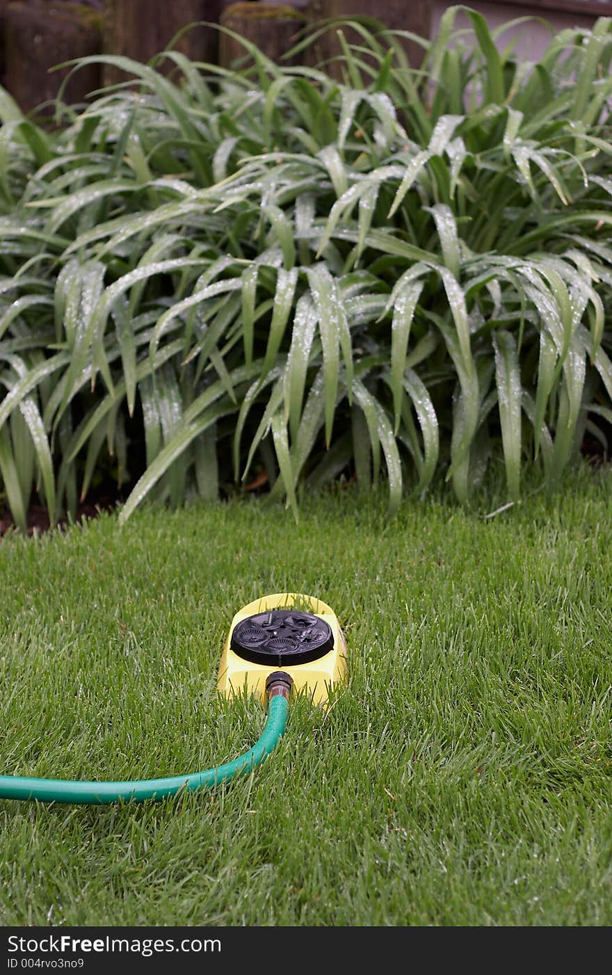 Watering the backyard garden with a yellow sprinkler. Focus point is on the sprinkler with the garden slighty out of focus. Watering the backyard garden with a yellow sprinkler. Focus point is on the sprinkler with the garden slighty out of focus.