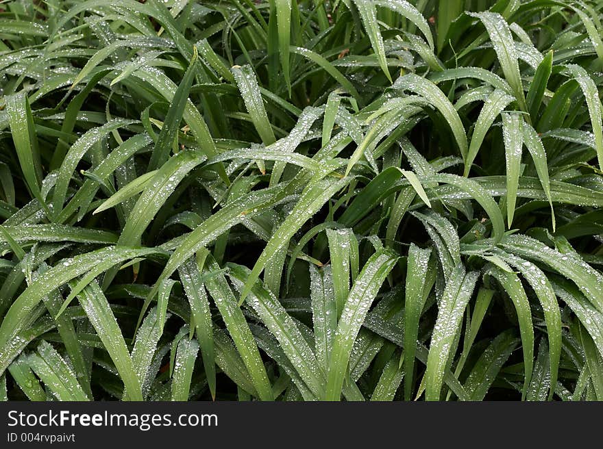 Fresh Green Wet Garden