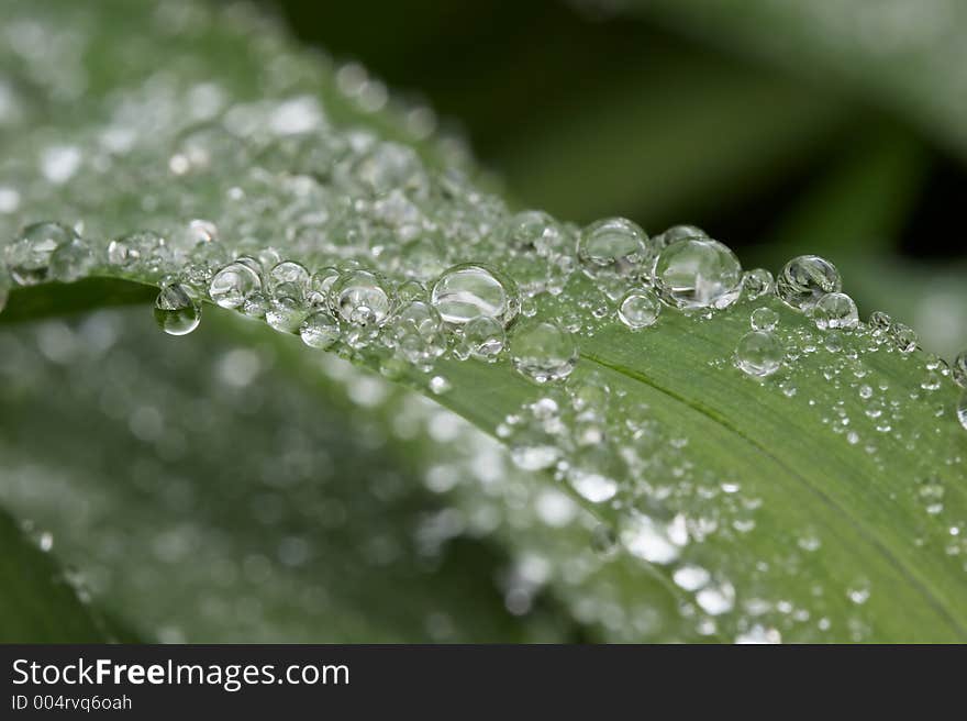 Water droplets on an Iris blade. Focus point is on the center of the blade. Water droplets on an Iris blade. Focus point is on the center of the blade.