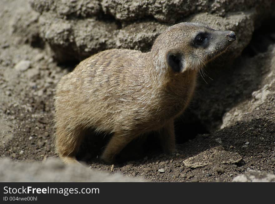 Rodent seized in alert or smelling something. Rodent seized in alert or smelling something