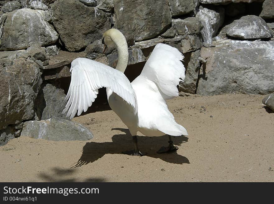 Swan raising the flight