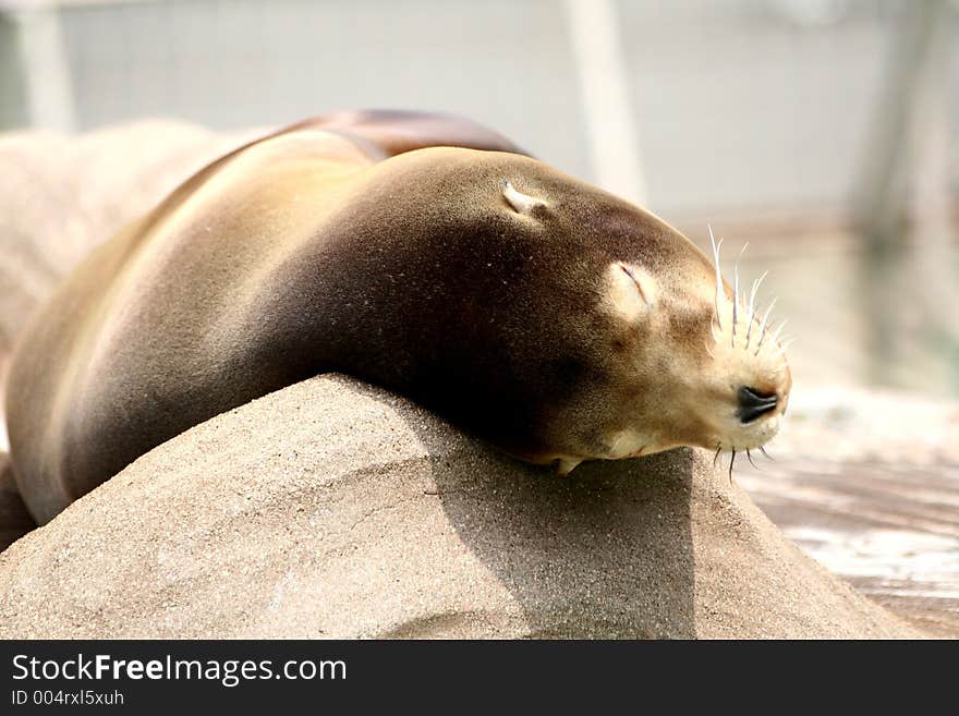 Sleepy seal lying on stone. Sleepy seal lying on stone