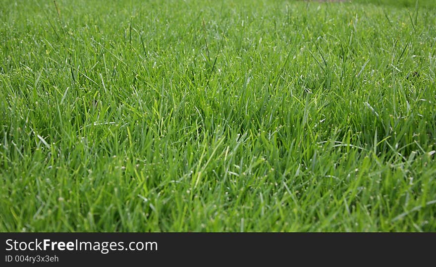 Green Grass With Long Blades. Green Grass With Long Blades