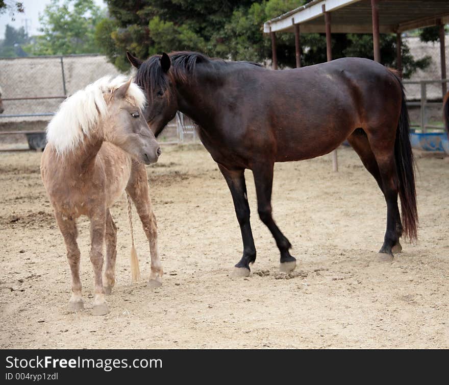 Two Horses Interacting