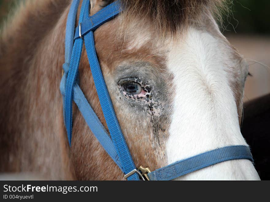 Lonely Horse