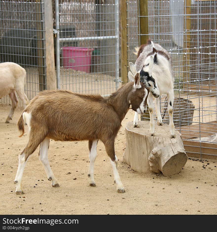 Billy Goats Ramming Horns on a Farm