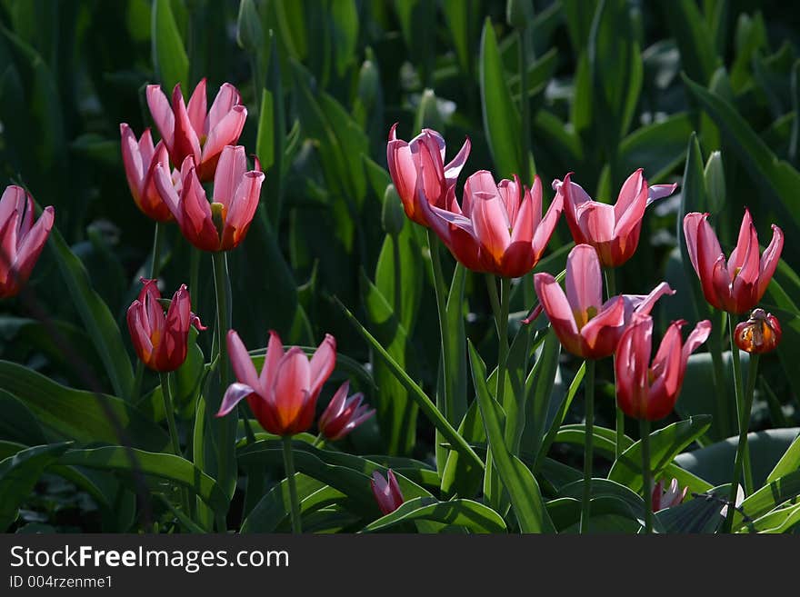 tulip covered by the sun. tulip covered by the sun