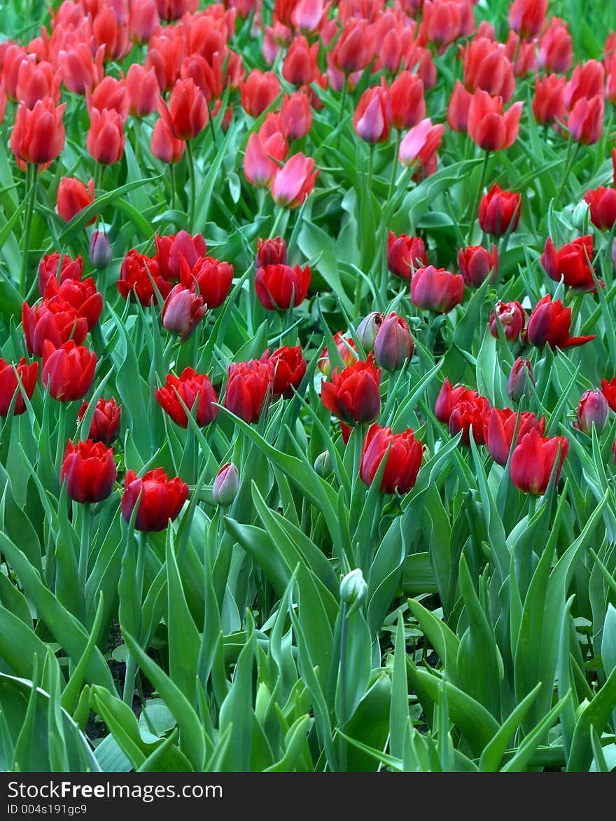 Red Tulips