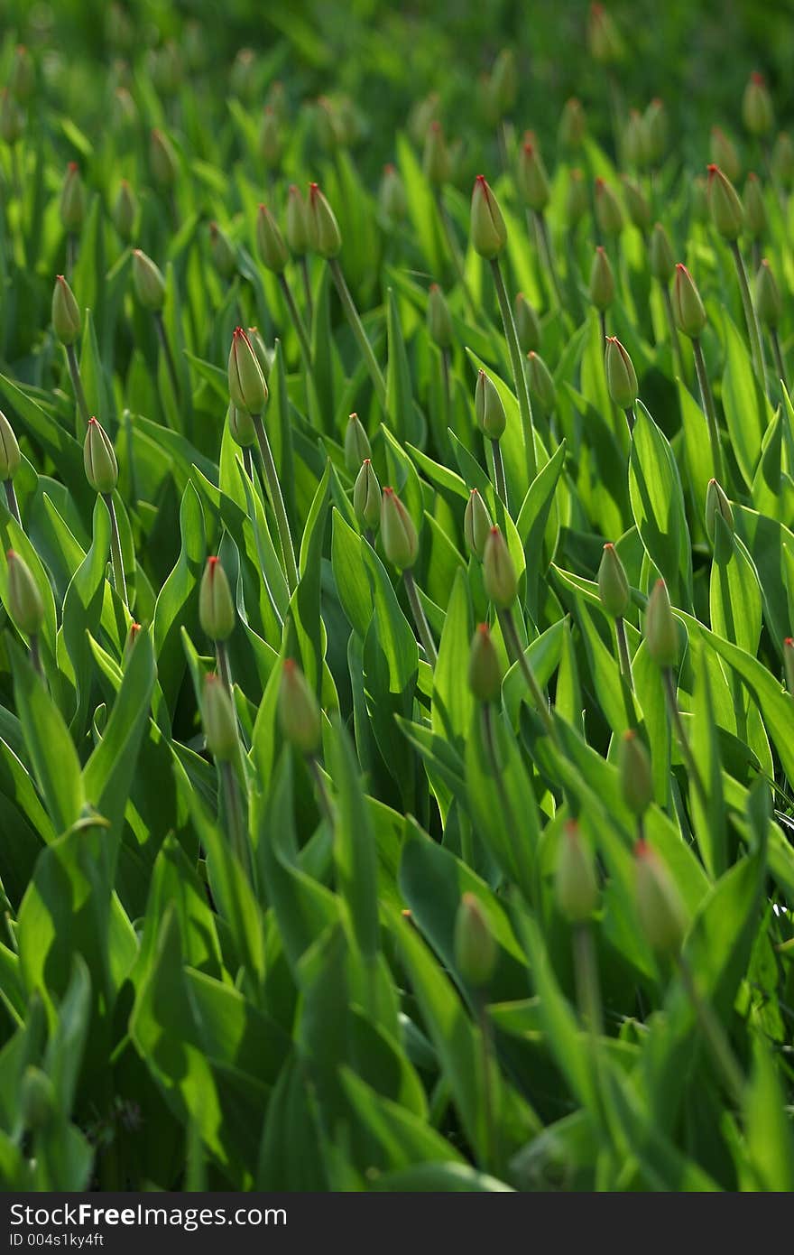 Many small tulips ready to be dismissed. Many small tulips ready to be dismissed