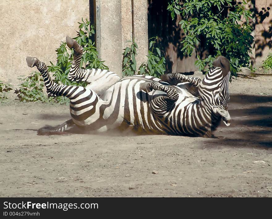 Zebra wallowing