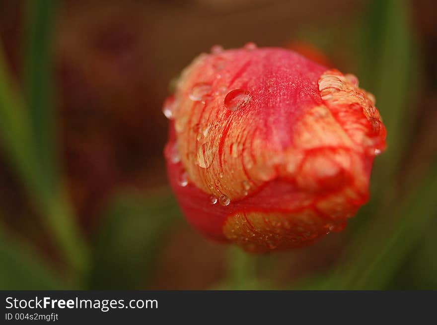 Unhappy tulip in the rain