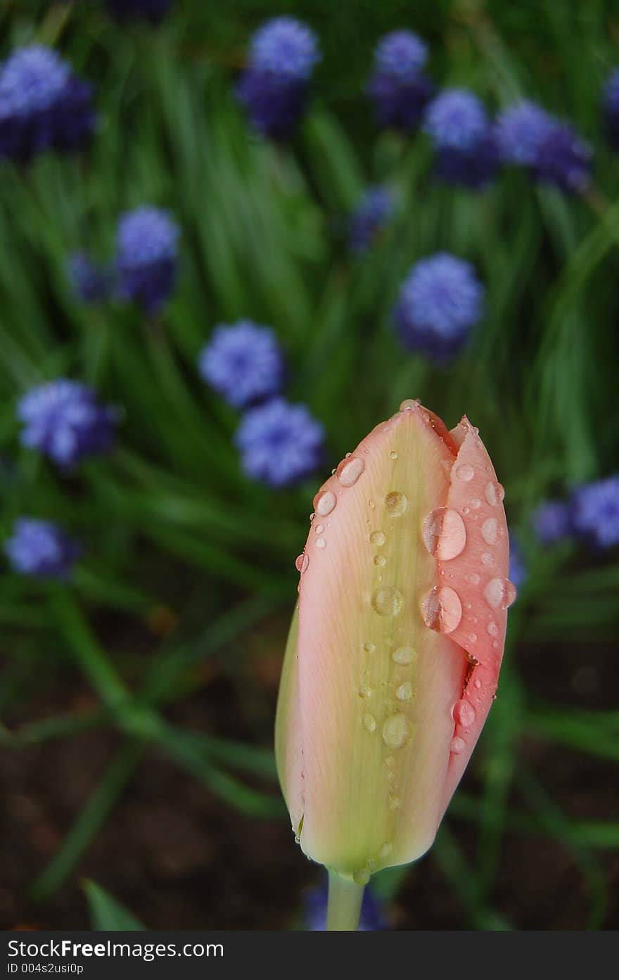 Solitary tulip in the garden