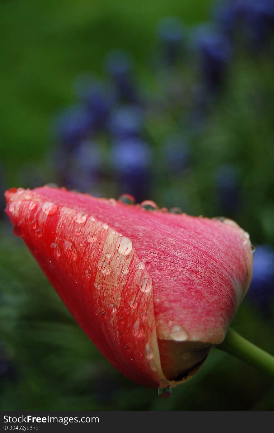 Rainy tulip in the garden