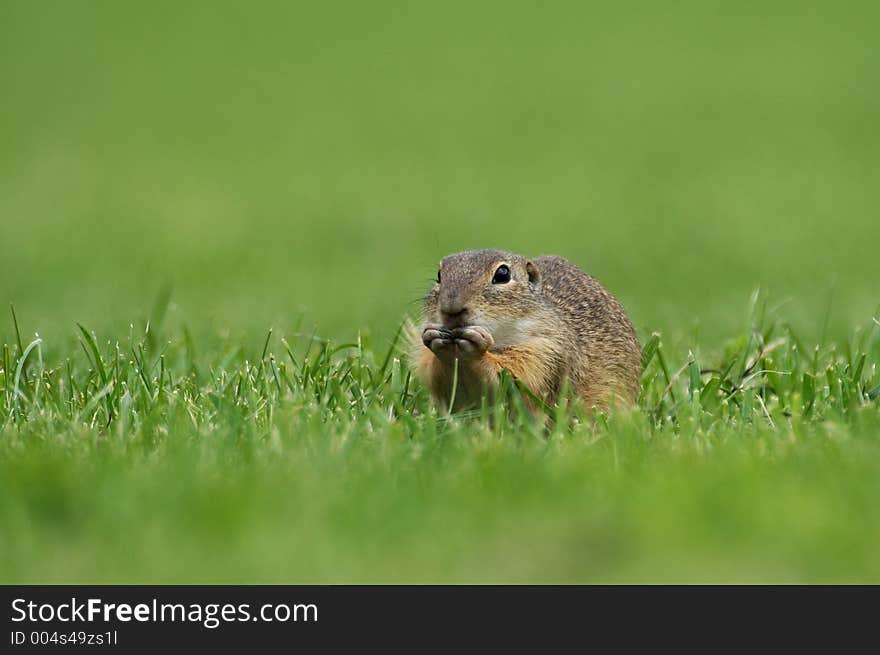 Eating souslik (Spermophilus citellus) on the field