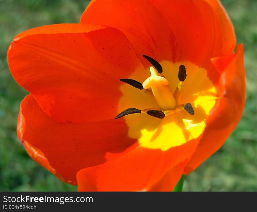 Tulip macro. Tulip macro