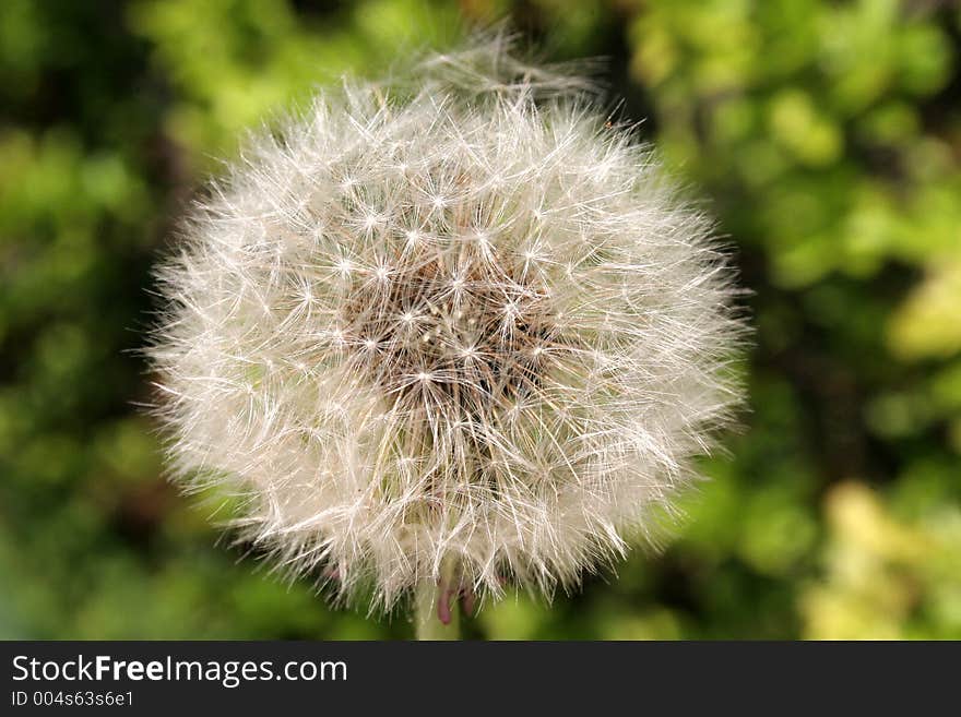 Dandelion in nature