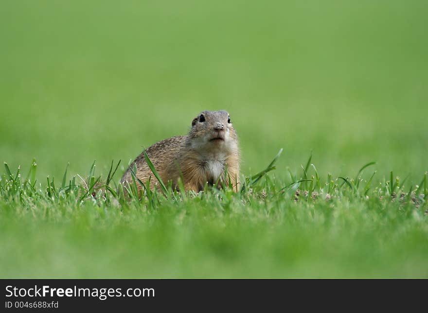 Souslik (Spermophilus citellus) on the field