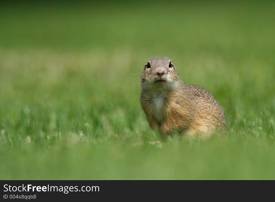 Souslik (Spermophilus citellus) on the field