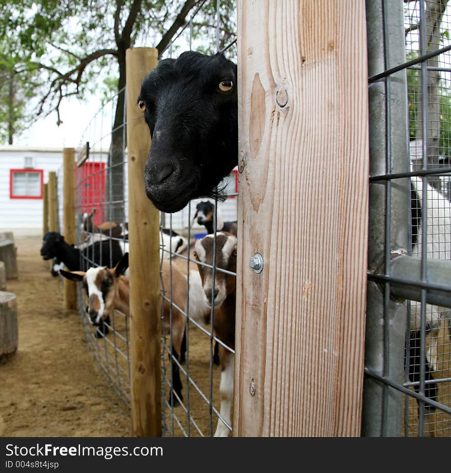 Nosy Goat Looking Through Fence. Nosy Goat Looking Through Fence