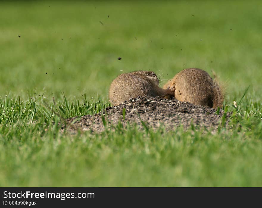 Fighting sousliks (Spermophilus citellus) near the hole on the field