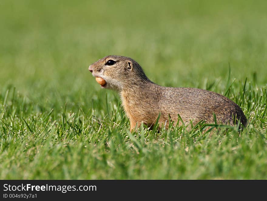 Souslik (Spermophilus citellus) with seed on the field