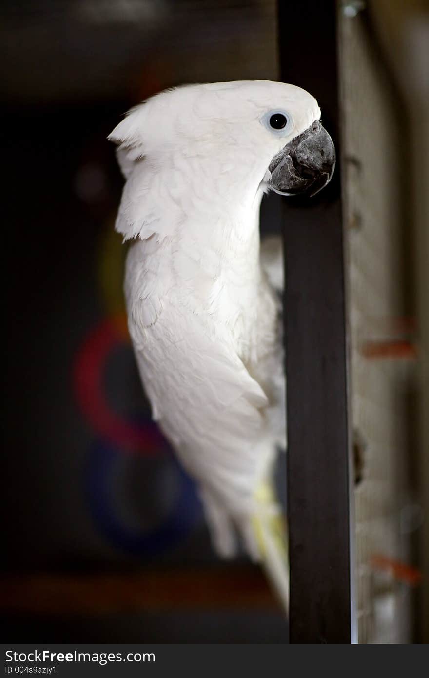 White Umbrella Cockatoo Side View With High DOF