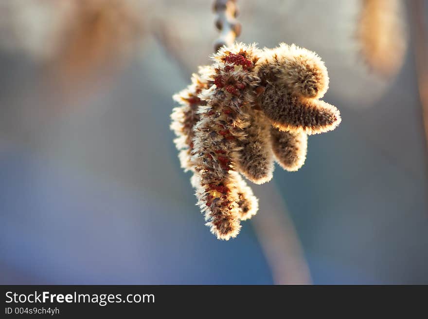 Closeup of a tree. Closeup of a tree