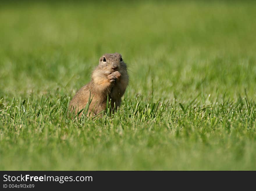 Souslik (Spermophilus citellus) on the field