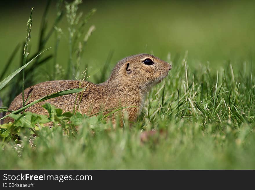 Souslik (Spermophilus citellus) on the field