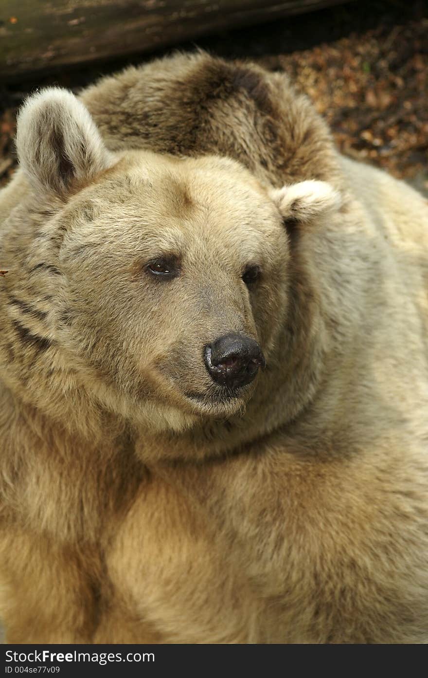 Brown bear