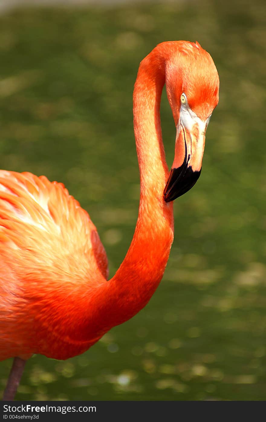 Flamingo