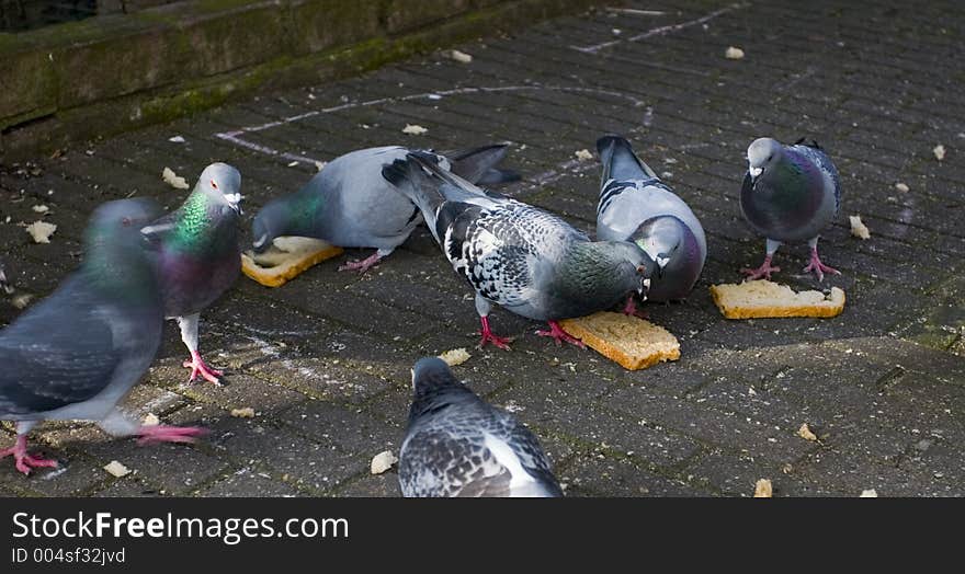 Pigeons in Amsterdam