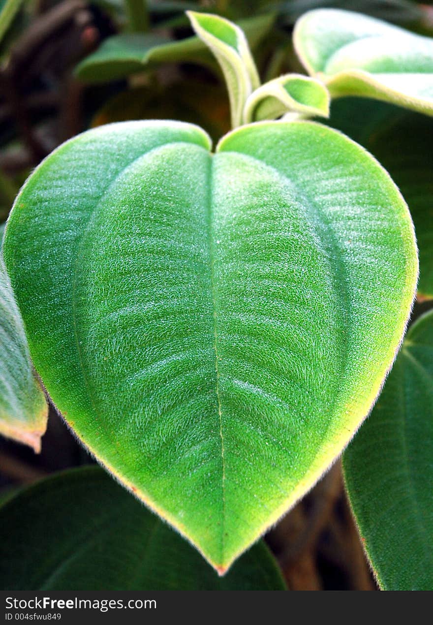 Heart leaf