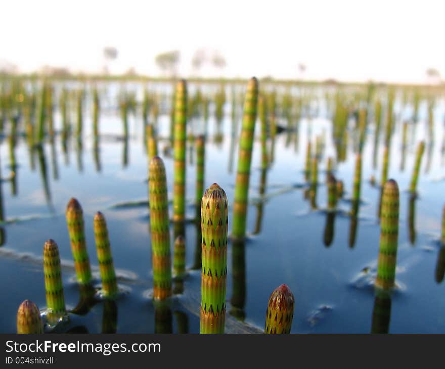 Water horsetail (Equisetum fluviatile) in early spring