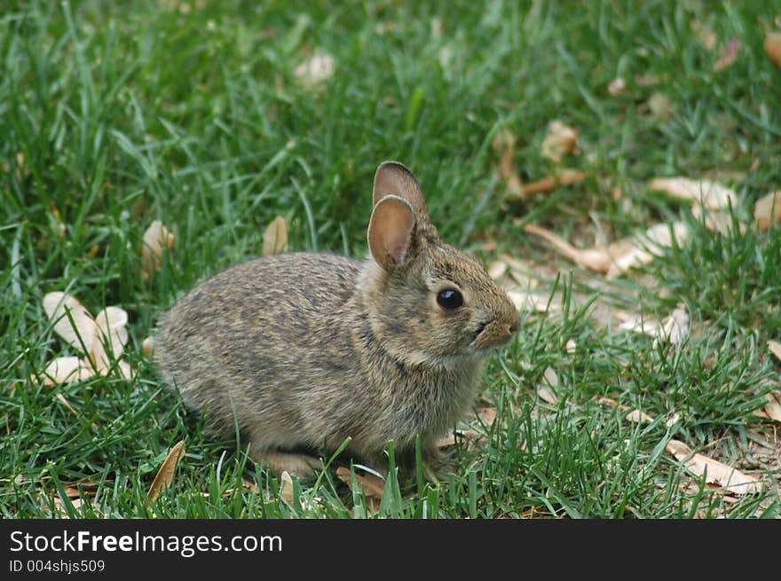 Bunny in the backyard garden. Bunny in the backyard garden