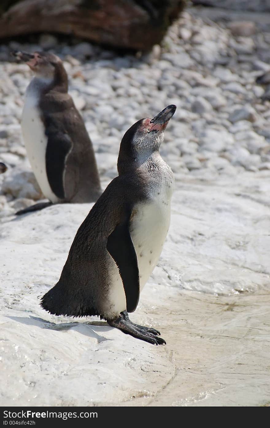 Two Humboldt Penguins. Two Humboldt Penguins