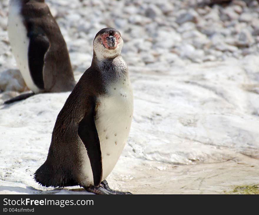 Humboldt Penguins