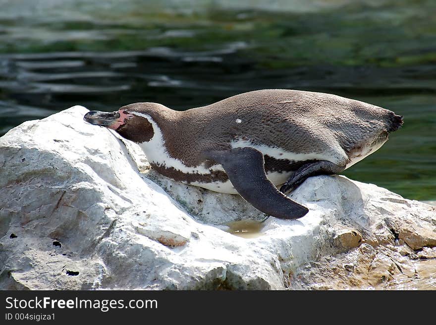 Penguin basking