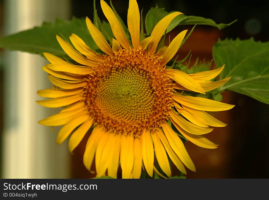 Sunflower