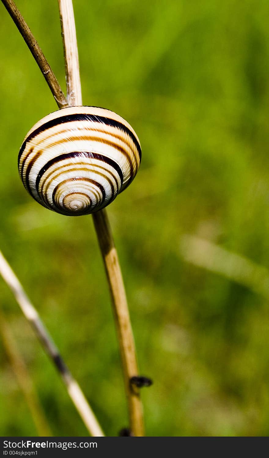 Sleeping snail with beautiful shell. Sleeping snail with beautiful shell