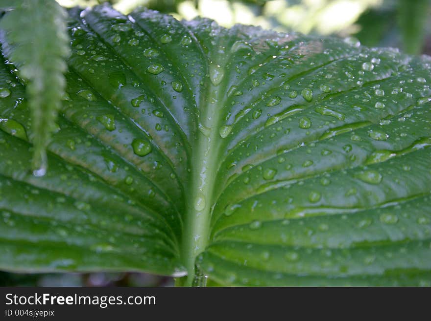 Hosta leaf after the rain