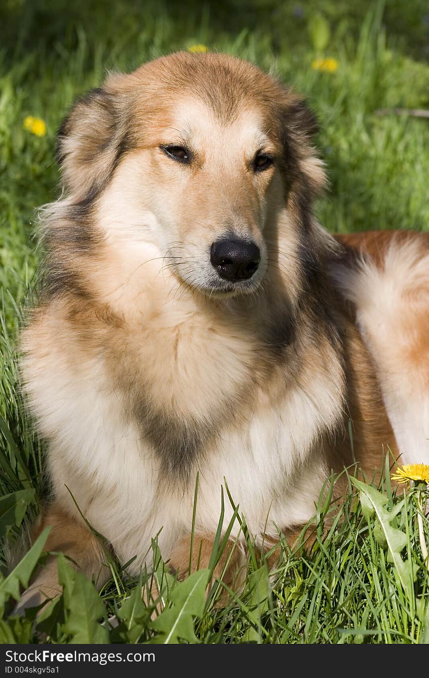 Daisy, the WonderCollie, relaxes at the end of the day in the cool spring grass. Daisy, the WonderCollie, relaxes at the end of the day in the cool spring grass