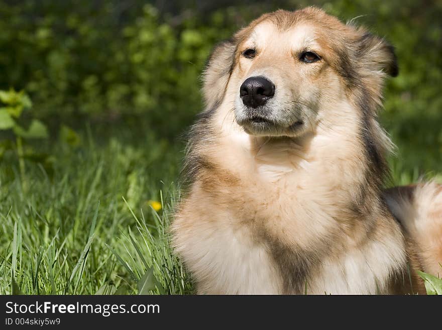 Daisy, the WonderCollie, relaxes at the end of the day in the cool spring grass. Daisy, the WonderCollie, relaxes at the end of the day in the cool spring grass