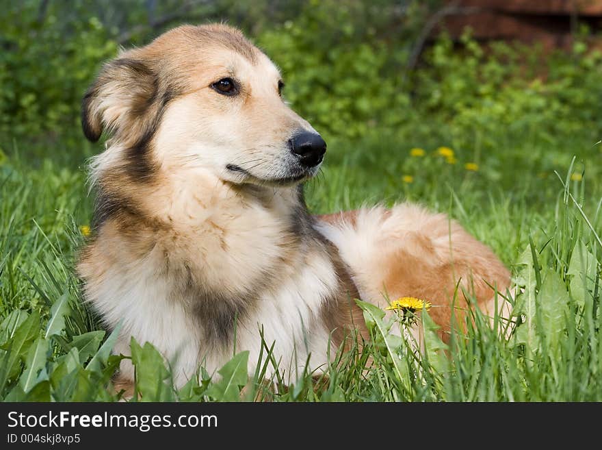 Daisy, the WonderCollie, relaxes at the end of the day in the cool spring grass. Daisy, the WonderCollie, relaxes at the end of the day in the cool spring grass