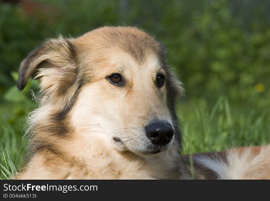 Daisy, the WonderCollie, relaxes at the end of the day in the cool spring grass. Daisy, the WonderCollie, relaxes at the end of the day in the cool spring grass