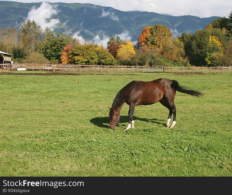 Horse grazing in pasture of local ranch. Horse grazing in pasture of local ranch