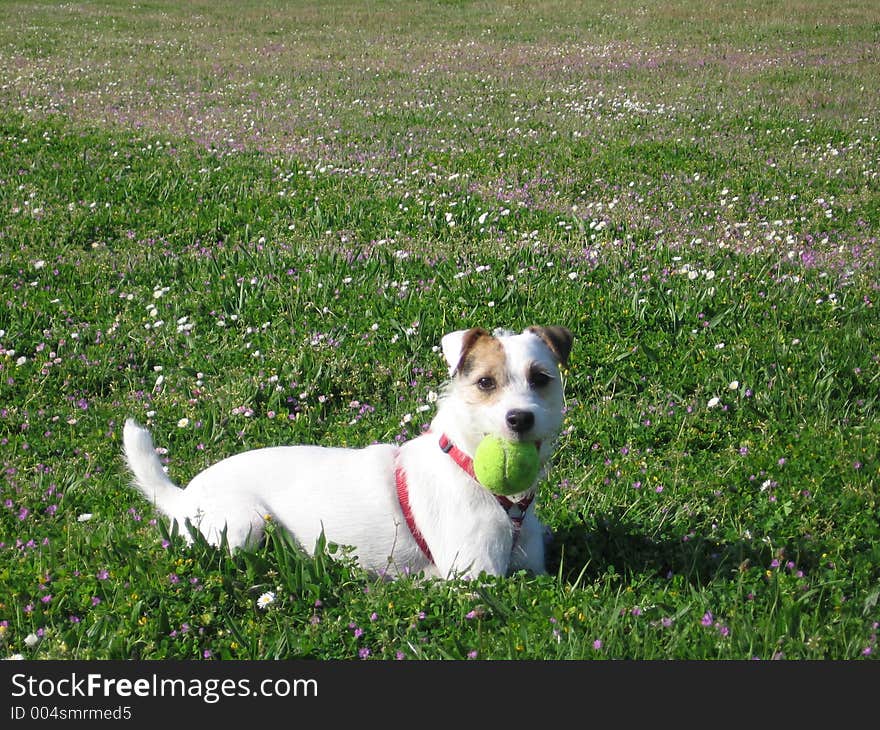 This Jack Russell Terrier is taking a rest during a game of fetch. This Jack Russell Terrier is taking a rest during a game of fetch.