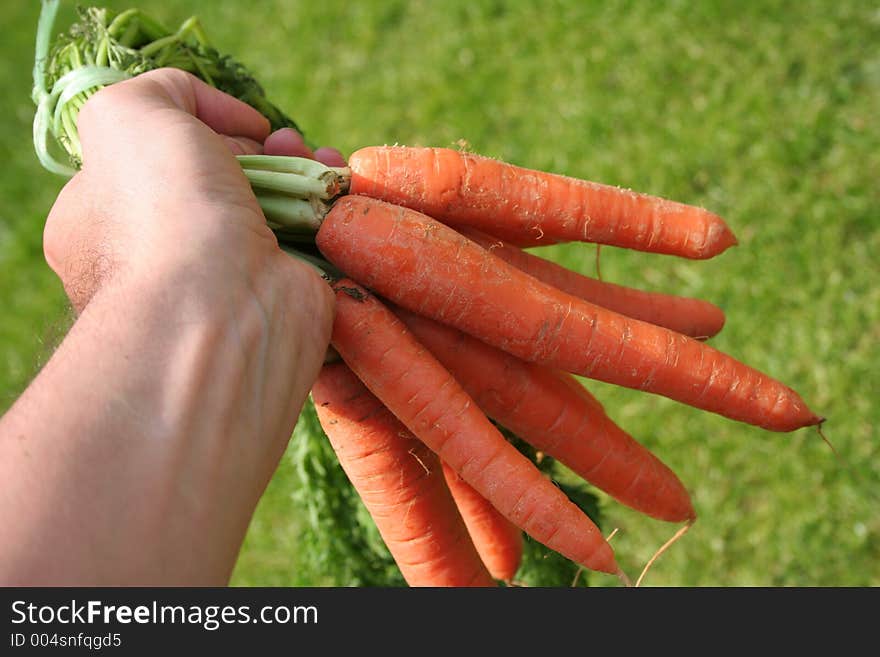 Vegetable scene. Vegetable scene